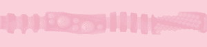 Nikki Benz: Birthday Cake Edition Sleeve