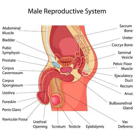 Male Reproductive System