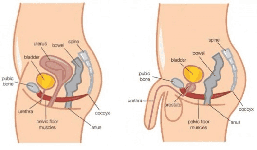 men and women pelvic floor muscles