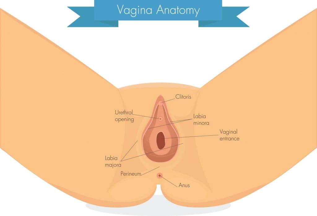 vagina anatomy