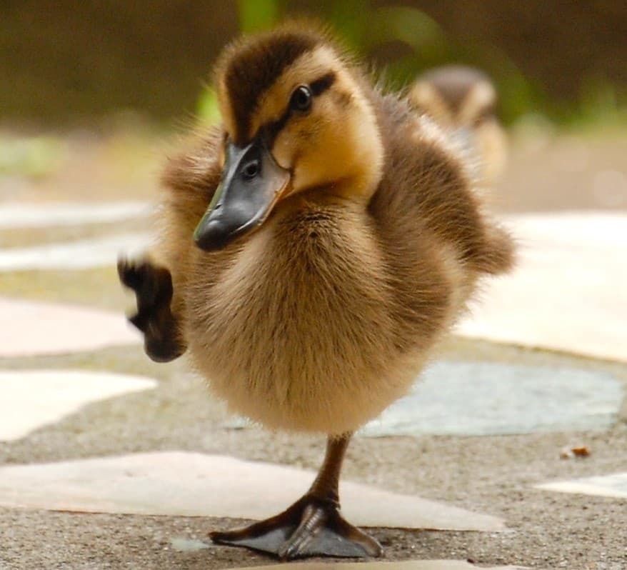 silent duck technique