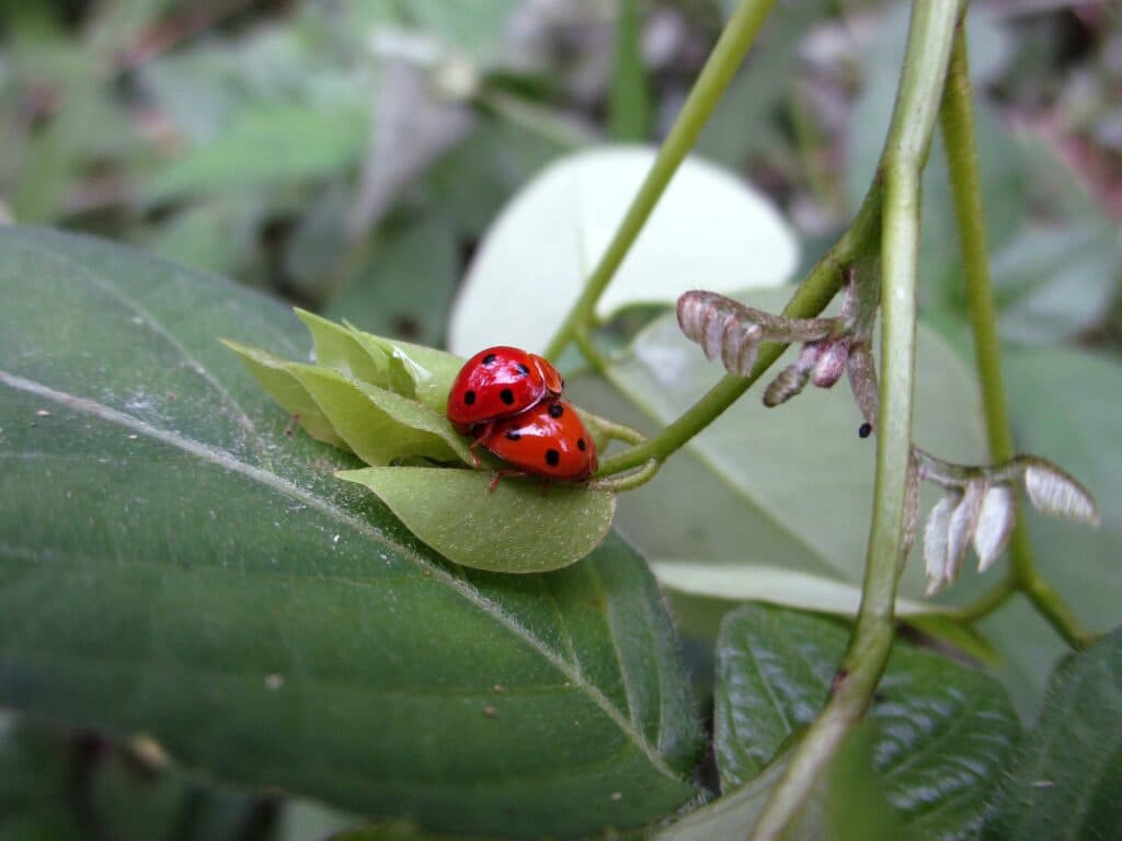 bugs having public sex in nature